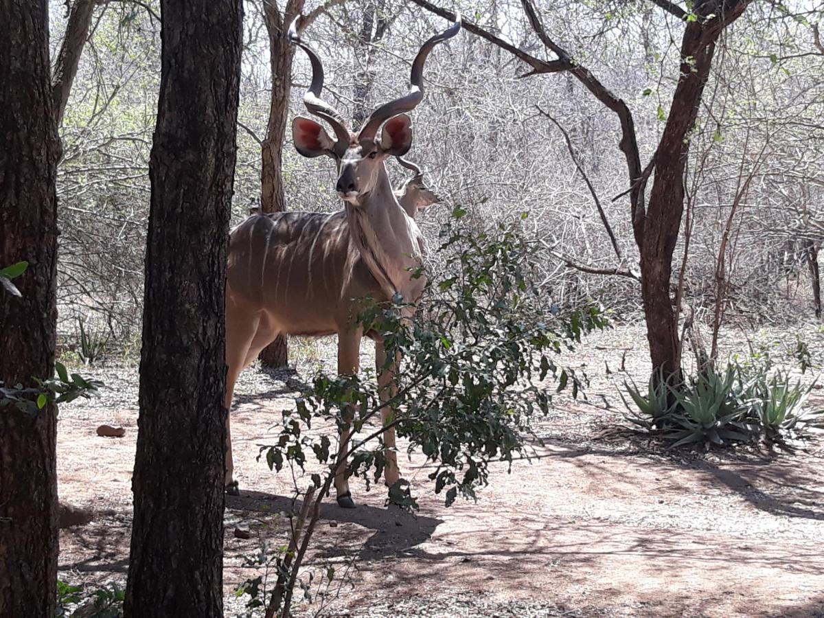 African Sky Marloth Park Exterior photo
