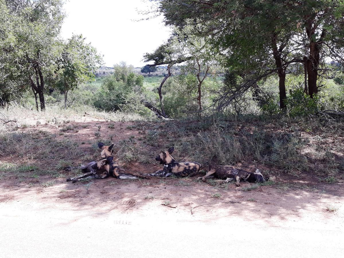 African Sky Marloth Park Exterior photo