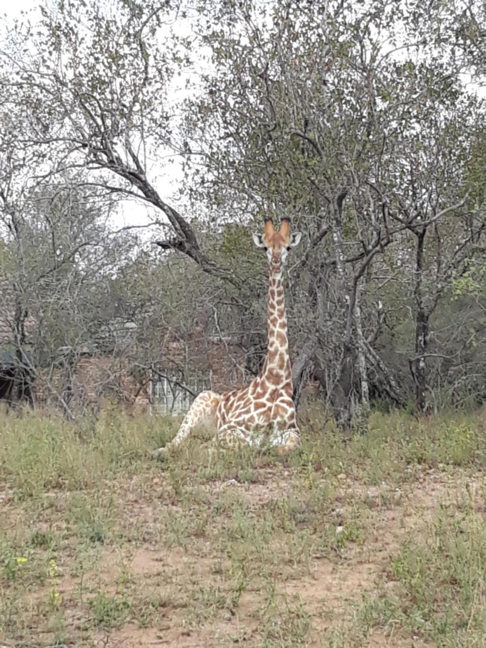 African Sky Marloth Park Exterior photo